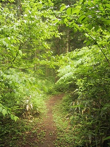 自然歩道入り口.jpg