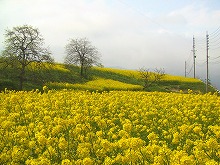 いちめんの菜の花.jpg