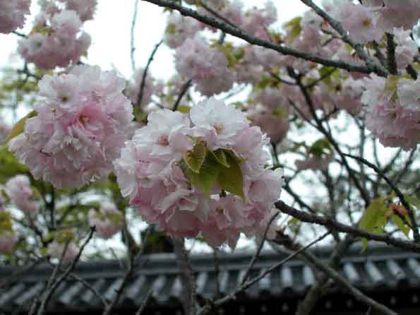 桜.jpg