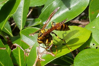 アシナガバチ