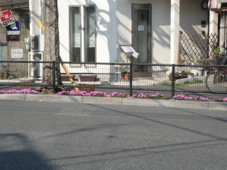 芝桜
