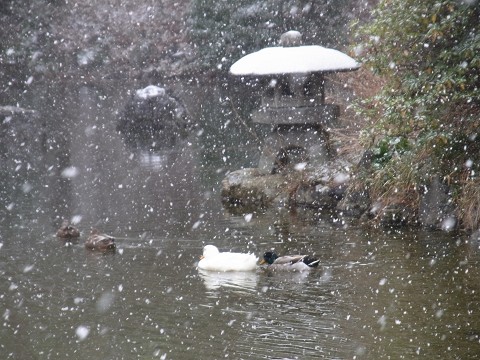 八坂雪も用 (2)0020.jpg