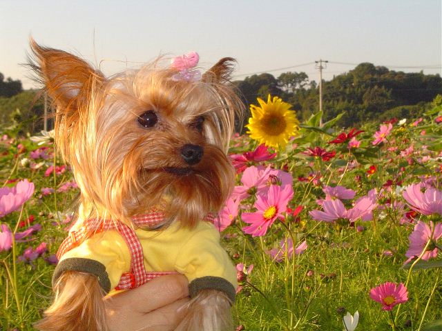 秋桜畑で…クララ