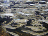 鰯の大群
