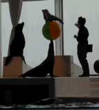 アシカのうえにアシカ