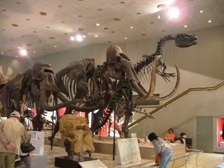 常設の恐竜展示