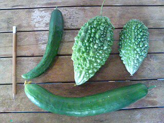 ゴーヤとキュウリ