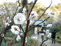 三渓園の梅の花