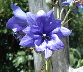 A gentian flower