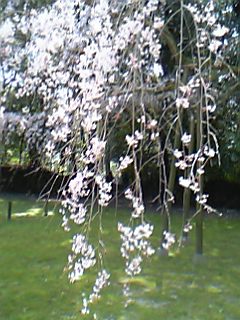 06年4月8日京都醍醐寺桜２