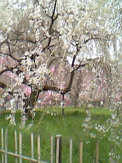 06年4月8日京都御苑近衛家桜