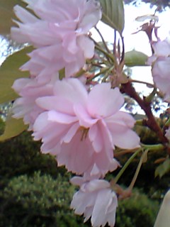 06年5月6日箱根蓬莱園八重桜