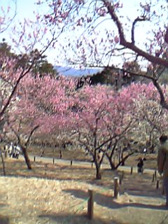 06年3月5日修善寺梅林