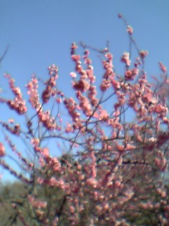 06年3月5日修善寺梅林の紅梅と青空