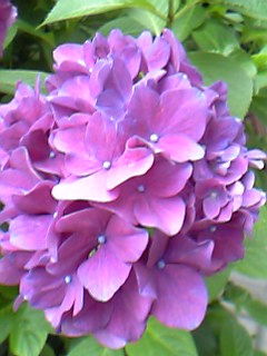 06年6月30日共立メンテ伊豆山紫陽花３