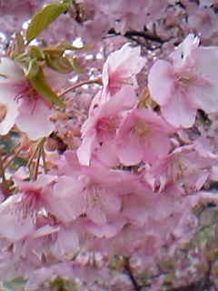 06年4月1日桜-旧江戸城満開桜