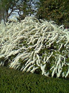 06年4月1日桜-旧江戸城レンギョウ