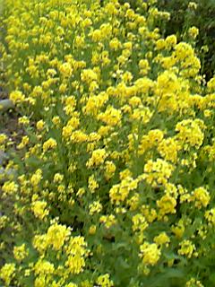 06年3月6日下賀茂みなみ桜の菜の花