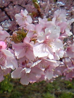 06年3月6日河津桜