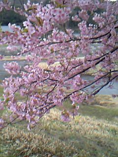 06年3月6日下賀茂みなみ桜と川