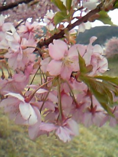 06年3月6日下賀茂みなみ桜１