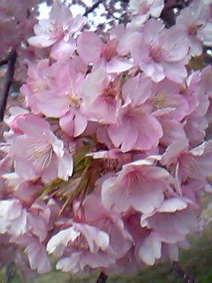 06年3月6日下賀茂みなみ桜２