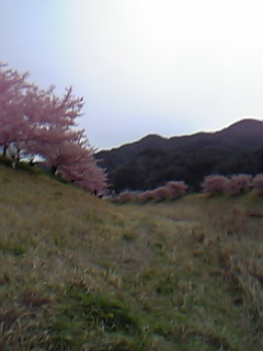 06年3月6日下賀茂みなみ桜の土手と山風景