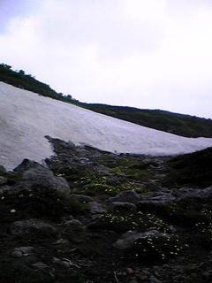 07年7月大雪山コマクサ平の雪渓