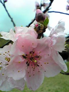 07年3月31日さくらの里桜２