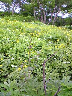 07年7月大雪山黒岳群花