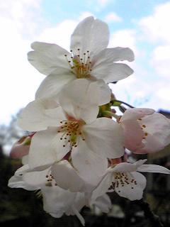 07年3月31日さくらの里桜３