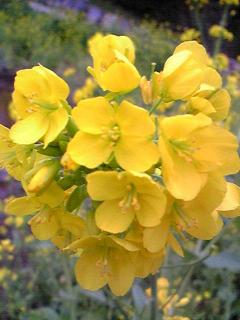 07年3月30日きらの里菜の花