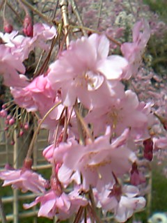 06年4月8日平安神宮紅枝垂桜２