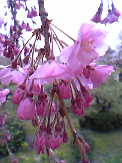 06年4月8日平安神宮桜３