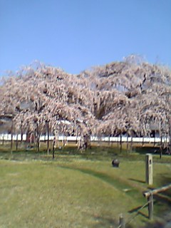 06年4月8日京都醍醐寺桜１