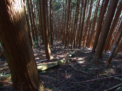 大山→水見色峠間の急坂