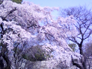 大阪城公園枝垂桜