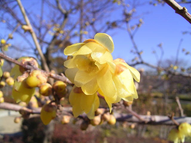 蝋梅