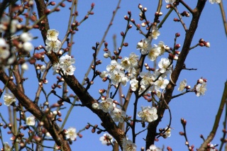 ume