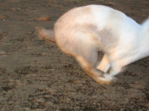 うさぎ６.jpg