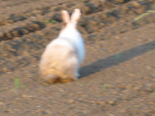 うさぎ３.jpg