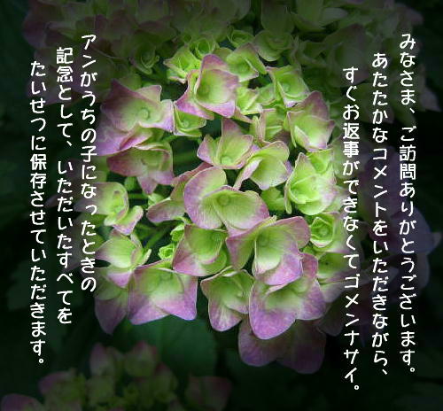 アジサイきまりnokimari.JPG