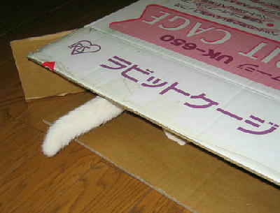 こざくらの尻尾A.JPG