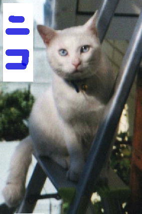 ニコノシルエットをとった写真.jpg