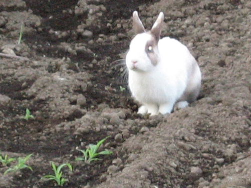 うさぎ２.jpg