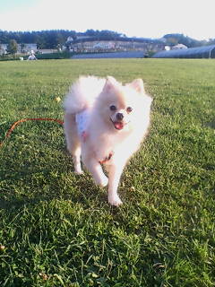 テケテケテケテケ