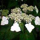 月夜に浮かぶガク紫陽花。