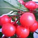 食べれないのが残念。