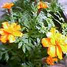 続々赤ちゃん誕生のため、早く植え替えねば…。