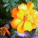 左には、間もなく咲く仲間がスタンバイ。